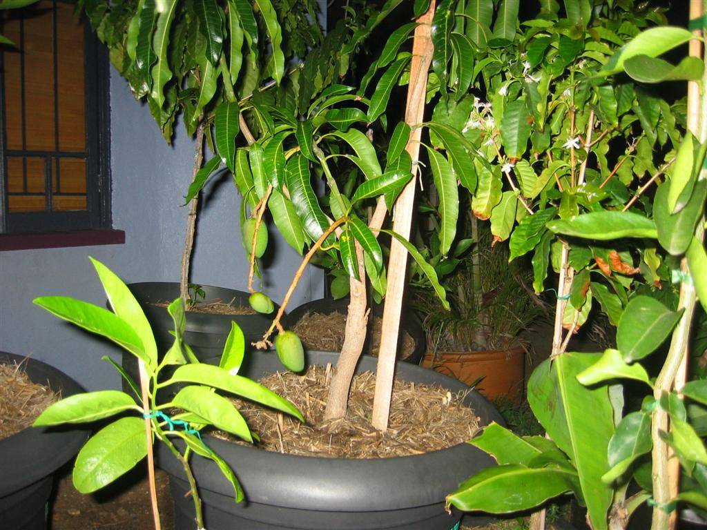 Домашнее манго: как вырастить деревце из косточки и привить его