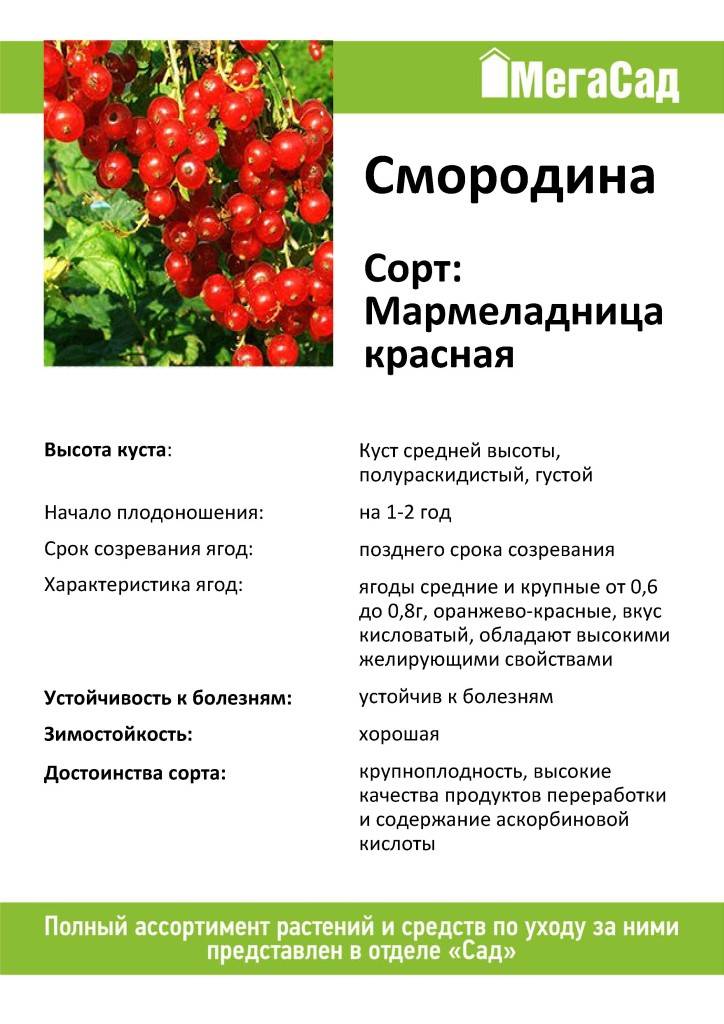 Сорт красной смородины натали - описание, отзывы