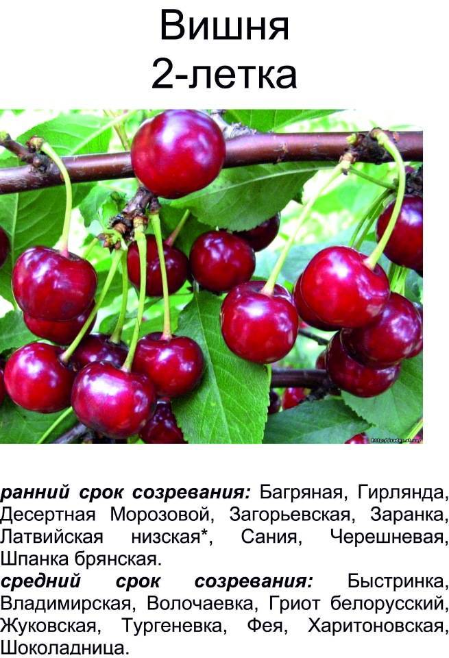 Описание сорта вишен гриот московский и характеристика урожайности, посадка и уход - все о фермерстве, растениях и урожае