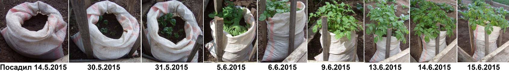 Посадка и выращивание картофеля в мешках: технология посадки, особенности, пошаговая инструкция