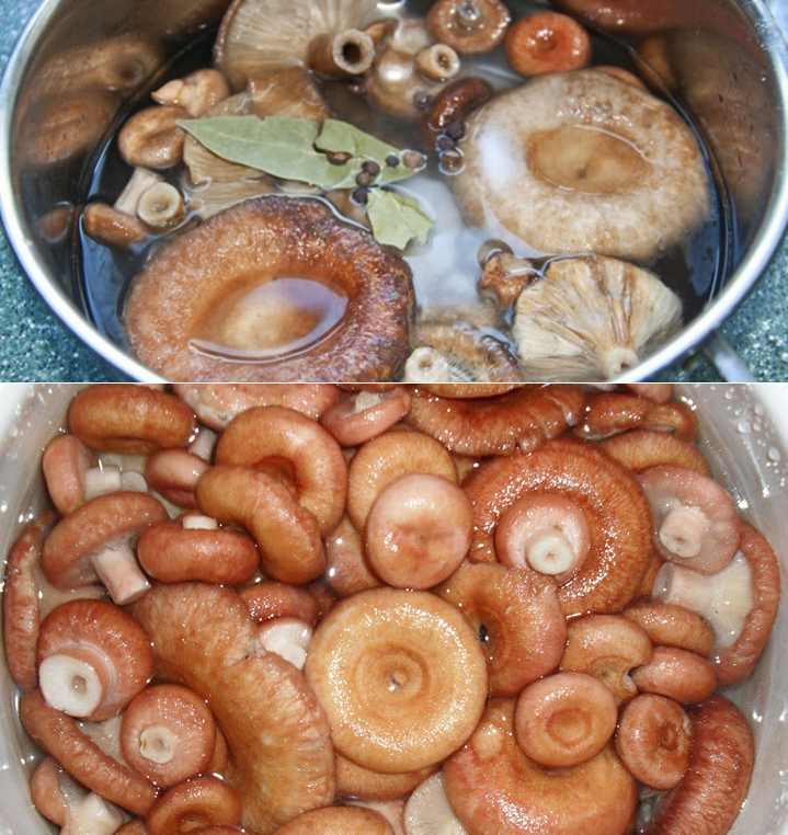 Как вкусно засолить, замариновать грибы волнушки в банках горячим и холодным способом на зиму: секреты, советы, лучшие рецепты. как чистить, сколько вымачивать и варить волнушки перед засолкой до гото
