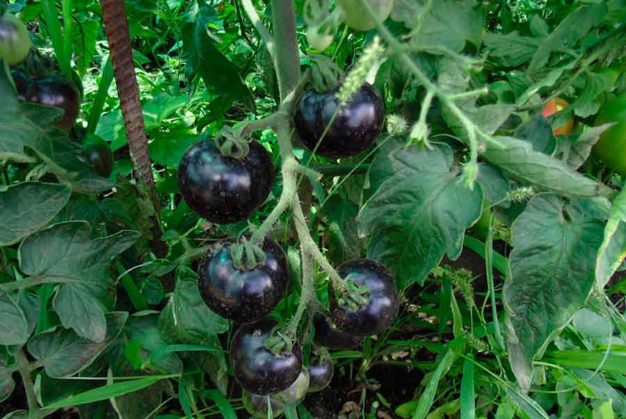 Характеристики сорта томат «черная гроздь f1» по отзывам и фото