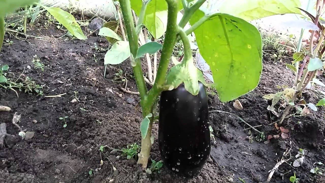Можно ли выращивать огурцы с баклажанами в одной теплице: совместимость, отзывы