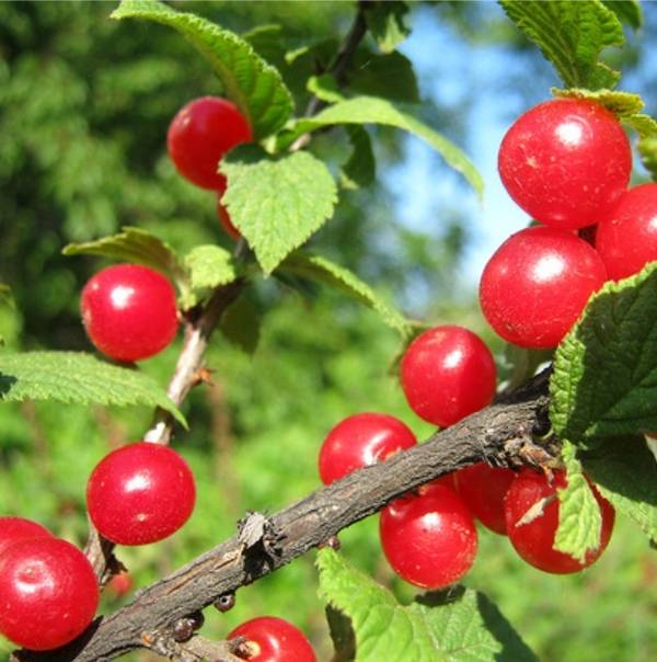 Особенности размножения и выращивания войлочной вишни на участке