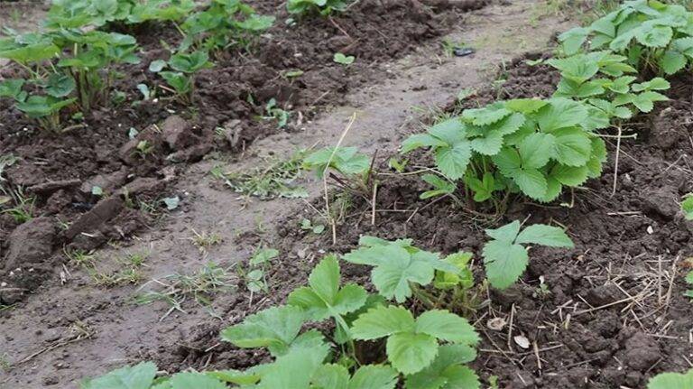 Сидераты для картофеля: какие лучше посадить весной, осенью