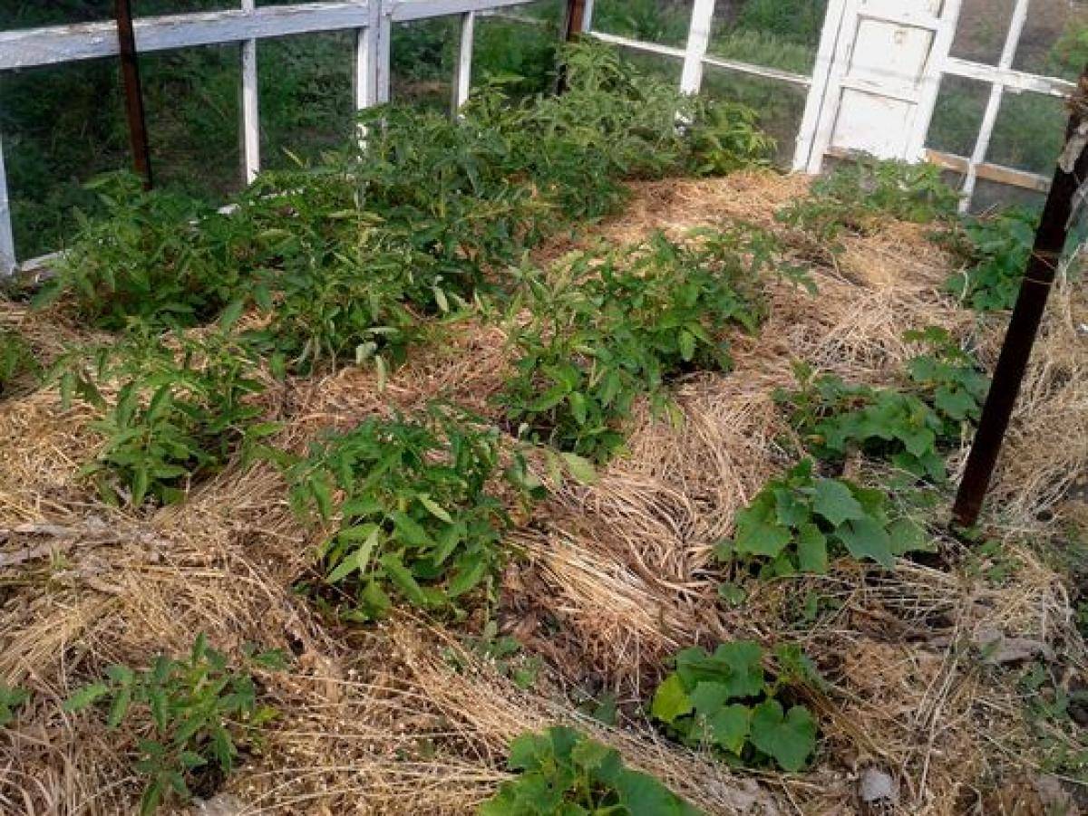 Мульчирование скошенной травой: за и против | огородники