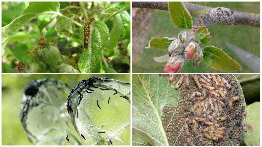 Паутинный клещ на яблоне: как избавиться от вредителя и чем обработать деревья для профилактики