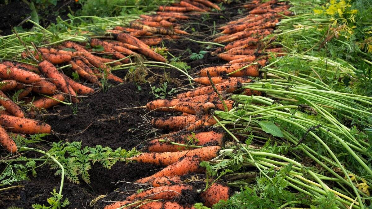 Когда лучше убирать морковь, чтобы корнеплод хорошо хранился всю зиму