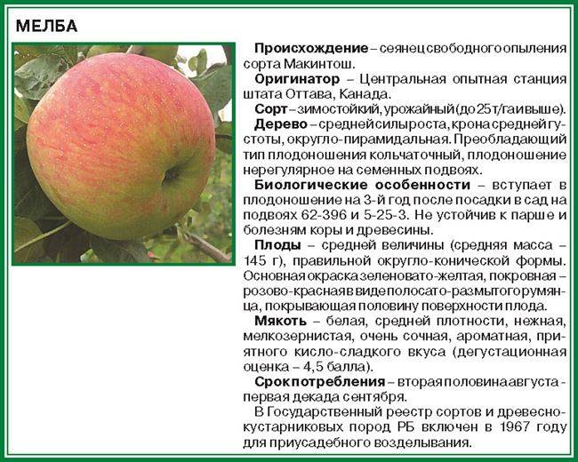 Особенности посадки яблони лобо, как правильно ухаживать за растением