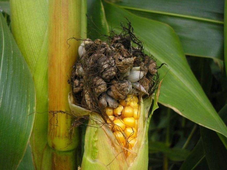 Как посадить кукурузу на даче в открытом грунте