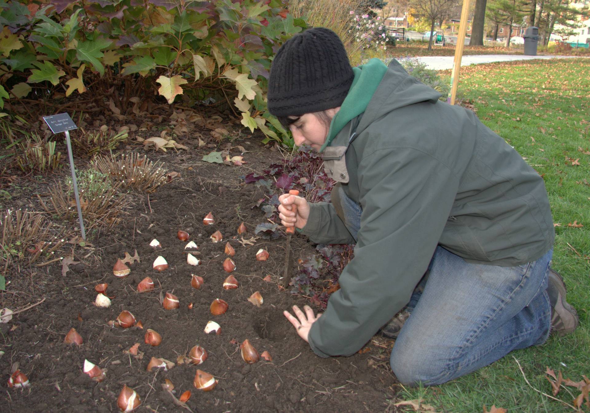 Как посадить тюльпаны осенью правильно