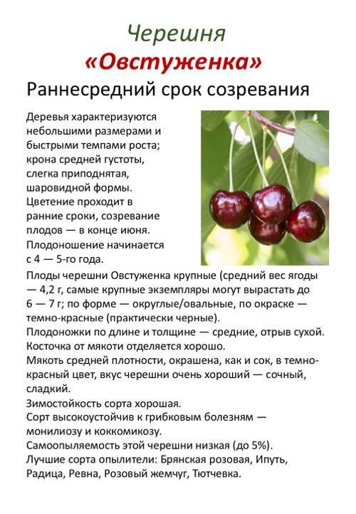 Основные сорта черешни, которые выращивают в средней полосе россии и подмосковье