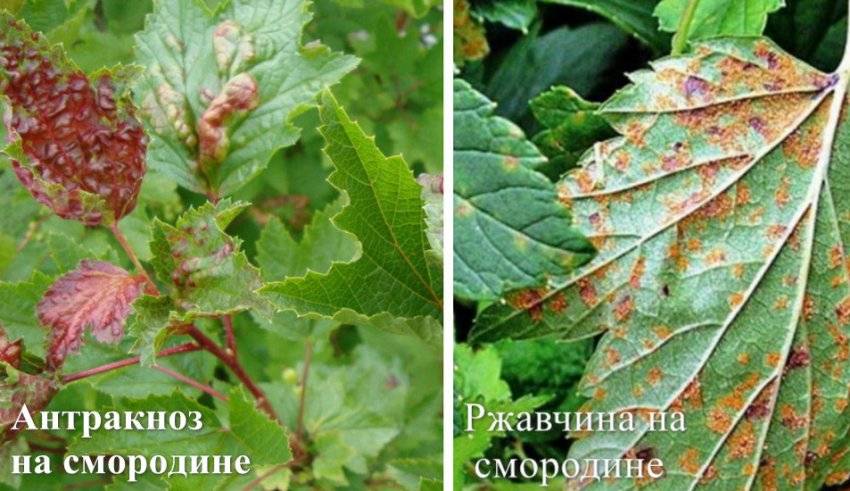 14 болезней смородины: белый налет на стволе и ветках, пятнистая выпуклость листьев, как лечить и как бороться