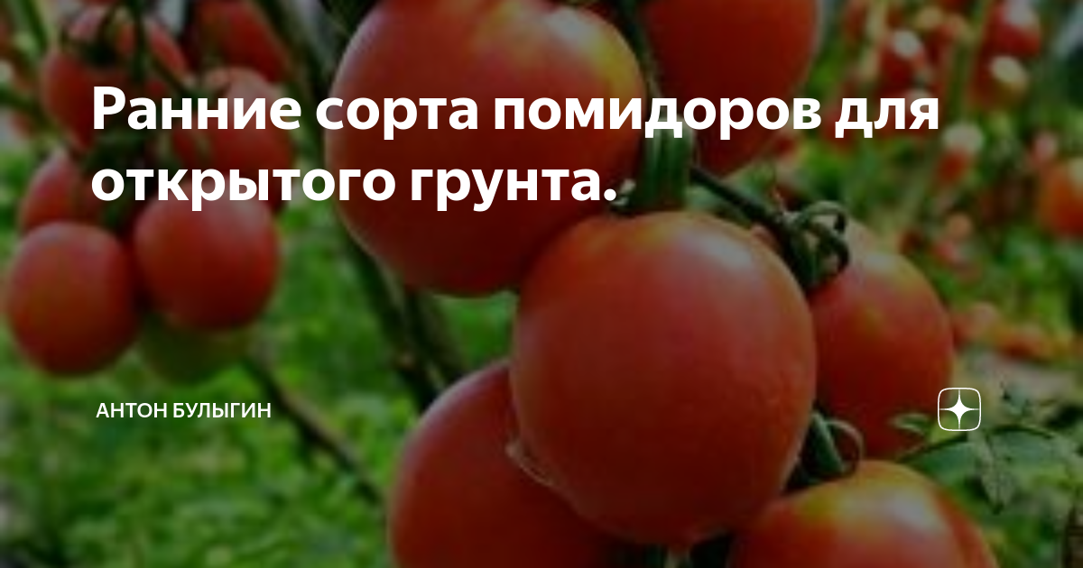 Сорт помидор «бобкат», подробное описание с фото