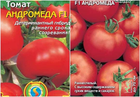 Томат андромеда f1: сорта, фото, урожайность, характеристика и отзывы