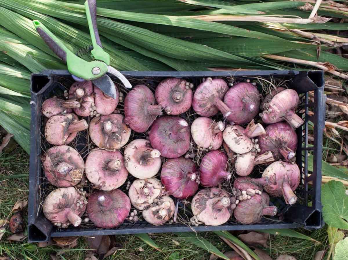 Уборка гладиолусов на зиму: выкапывание клубней осенью, подготовка и организация хранения луковиц