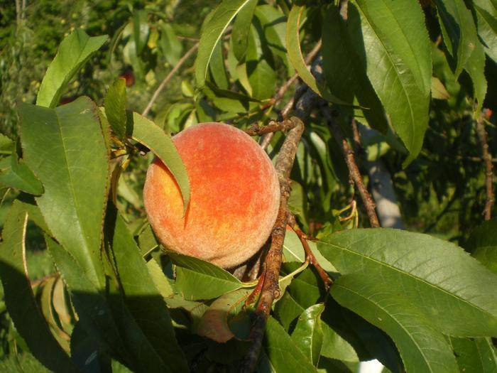 13 лучших сортов персика для средней полосы россии, посадка и уход