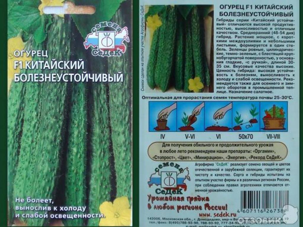Огурец китайский фермерский f1: отзывы о выращивании, фото семян седек, описание сорта