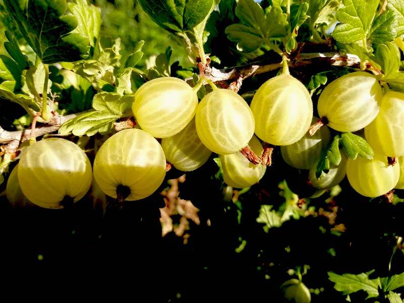19 лучших сортов вишни для урала – какие лучше садить, отзывы