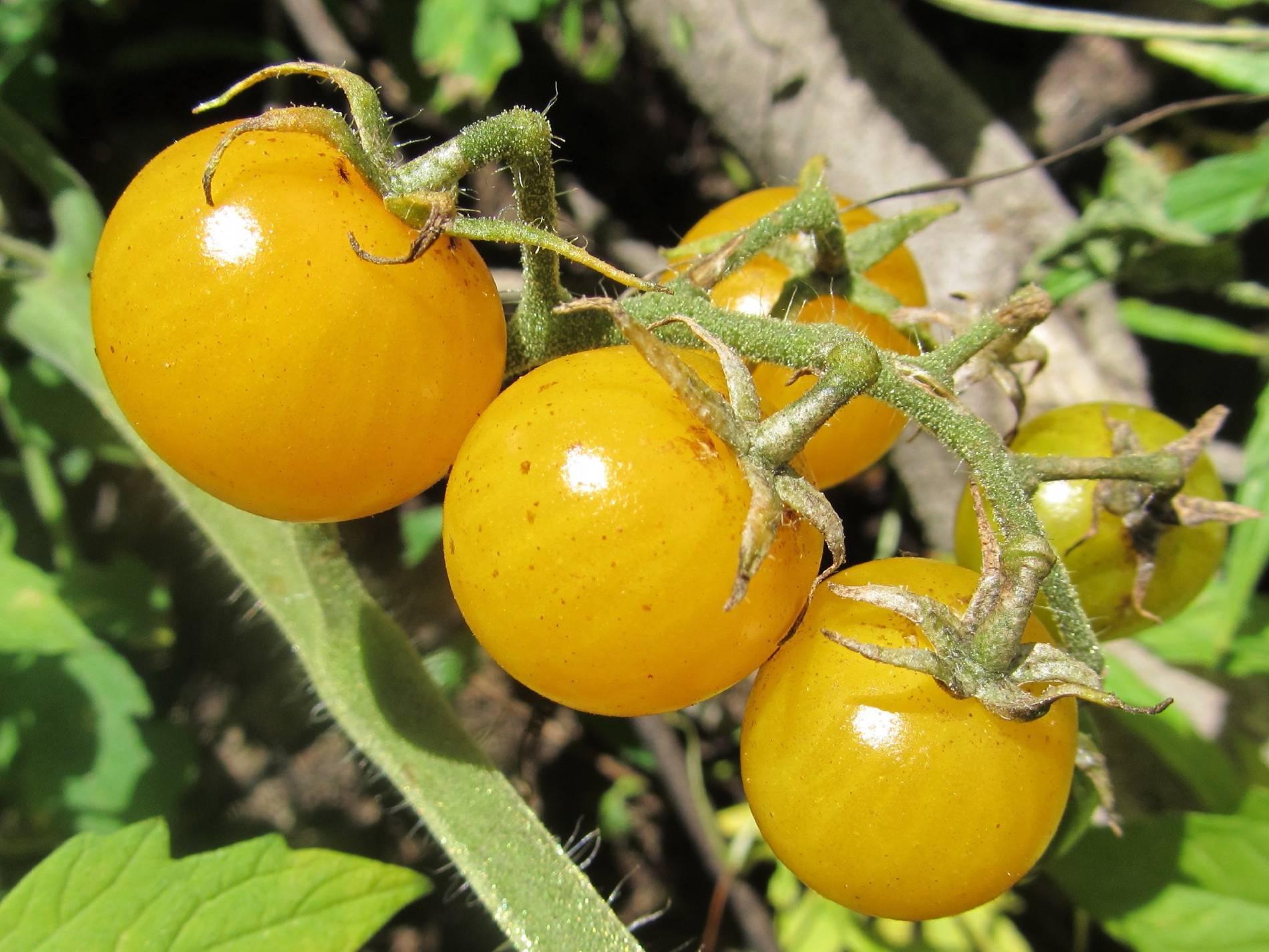 Желтые сорта помидоров: описание, крупные, сладкие