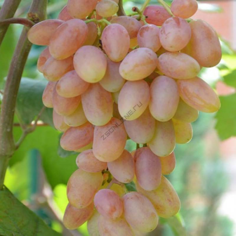 Сорт винограда юбилей новочеркасска — описание отзывы уход