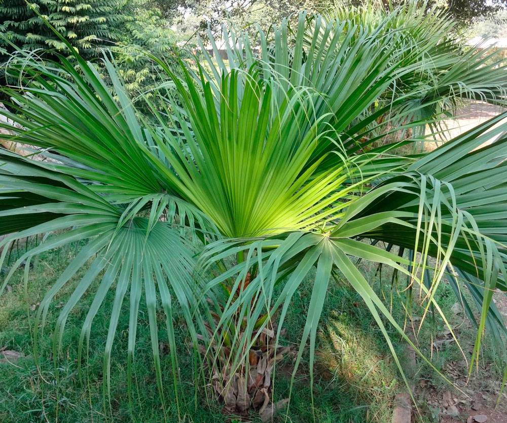 Пальма ливистона: выращивание в домашних условиях, уход, размножение