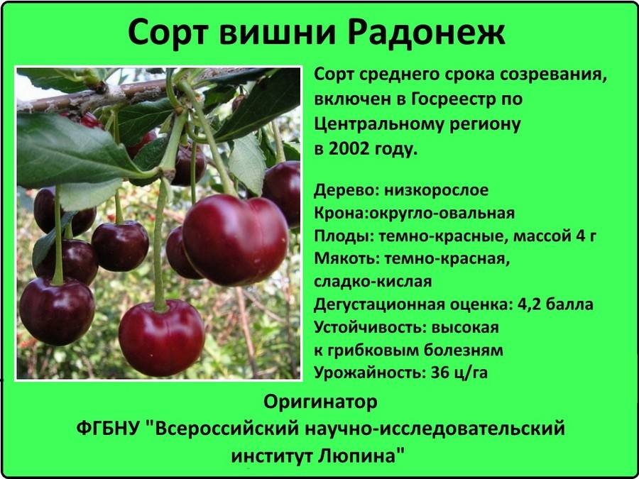 Сорта вишни. популярные сорта вишни - названия, фото. сорта вишни для подмосковья :: syl.ru