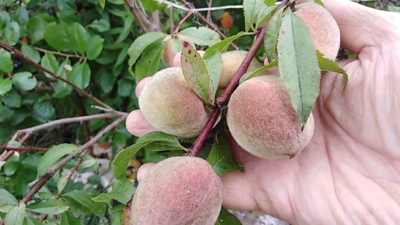 Персик в средней полосе россии сорта