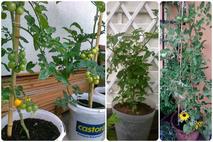 Чем дырявее ведро — тем больше помидоров: как посадить и вырастить томаты экспериментальным способом в емкостях для воды