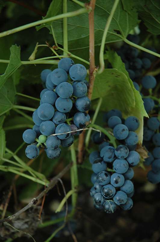 Виноград вэлиант: описание сорта, особенности посадки и ухода, отзывы