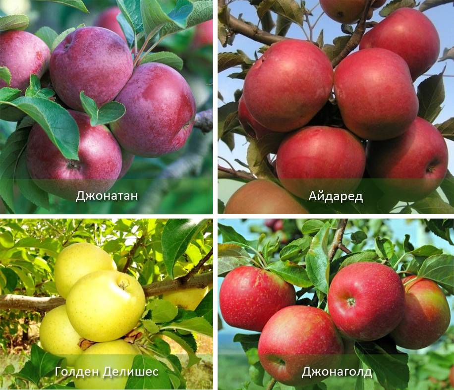 Яблоня джонатан: описание сорта, фото, отзывы садоводов