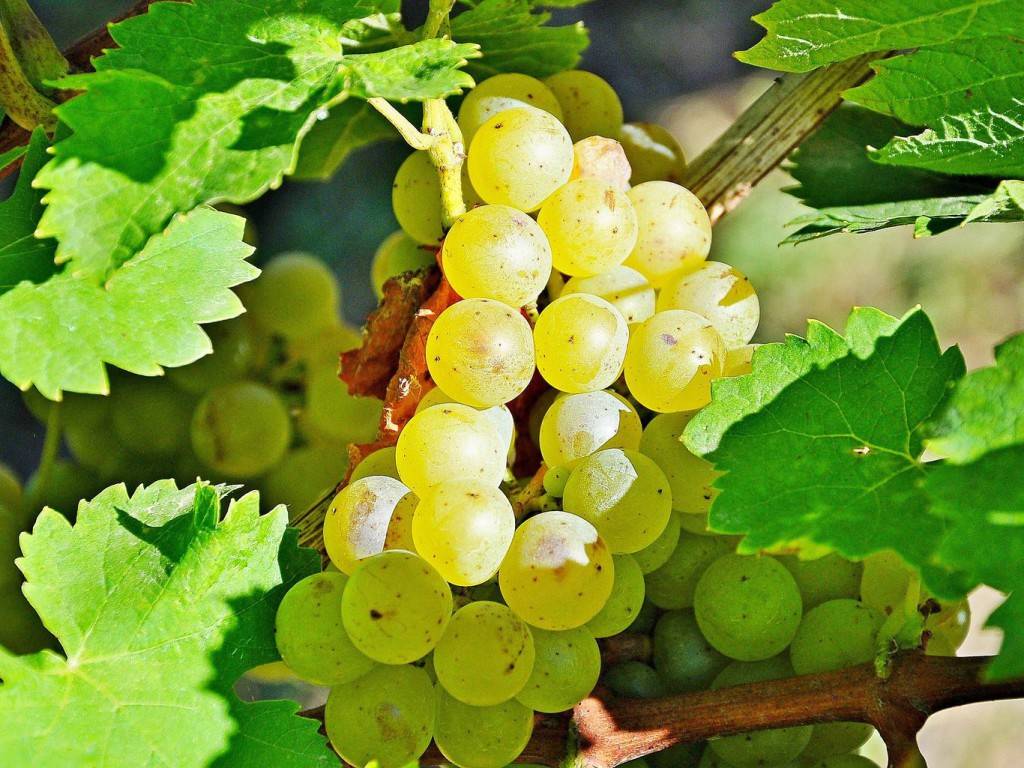 Яркий и насыщенный итальянский виноград — мускат розовый
