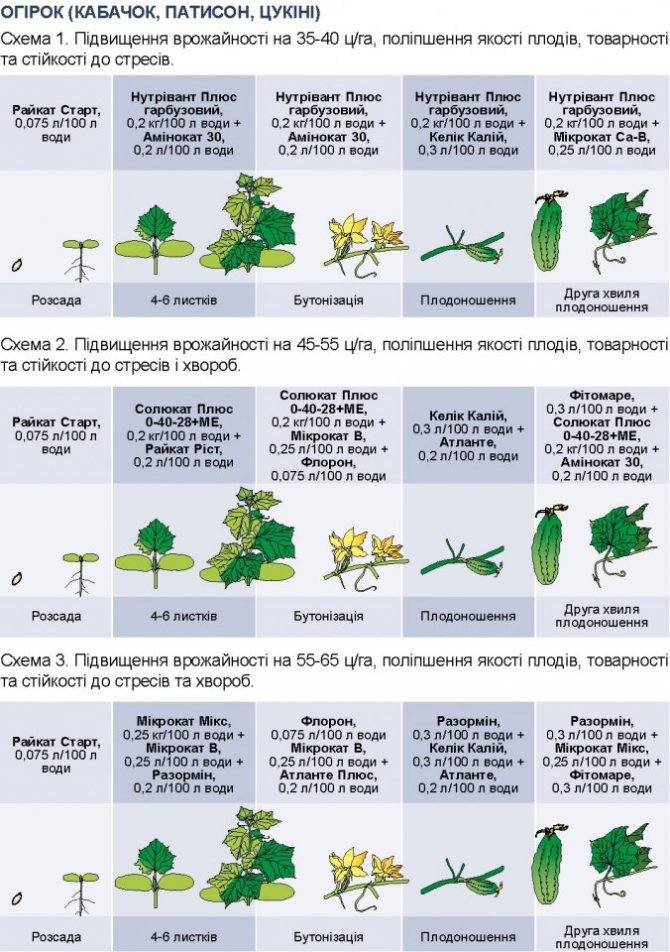 Схема подкормки огурцов