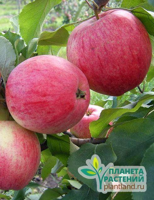 Описание сорта яблони жигулевское: фото яблок, важные характеристики, урожайность с дерева