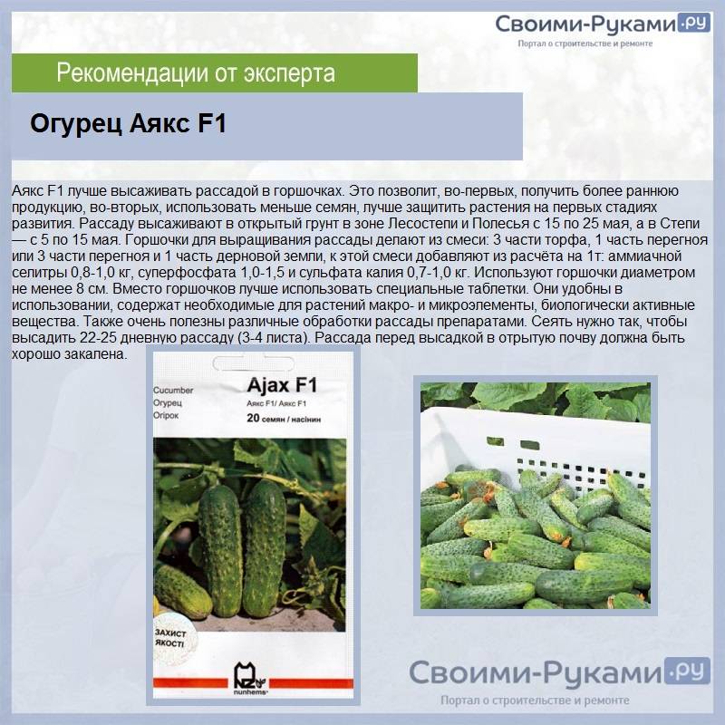 Огурец аякс f1: описание сорта, фото, отзывы, урожайность