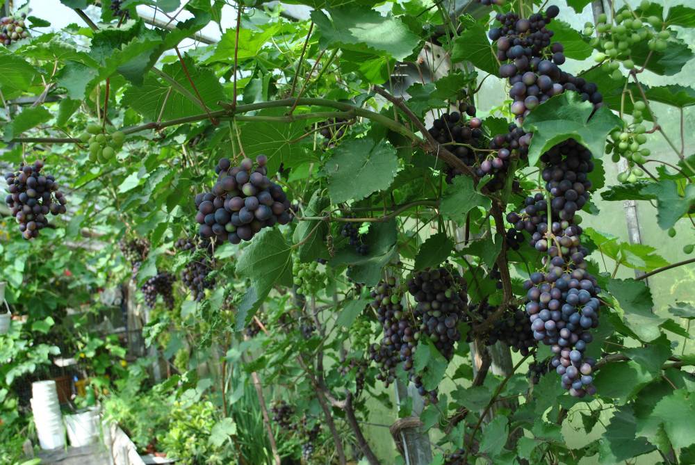 Виноград зилга: описание сорта и характеристика, агротехника выращивания
