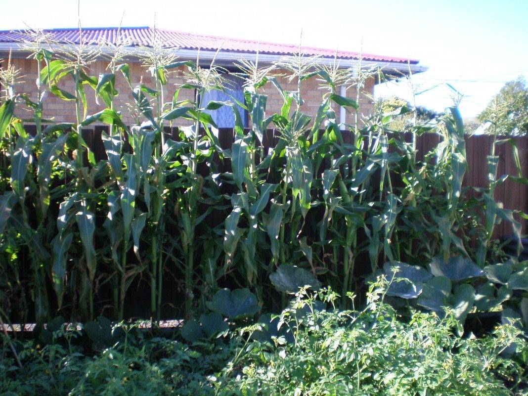 Технология выращивания кукурузы в открытом грунте на даче: посадка и уход — как выращивать кукурузу на даче