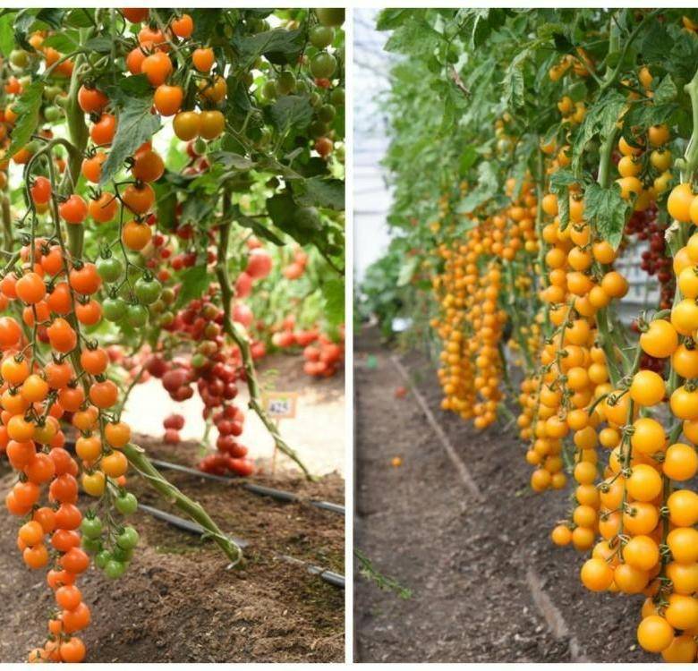 Раннеспелый гибридный сорт томата волшебная арфа f1 — технические данные растения и описание плодов. правила выращивания помидоров на участке.