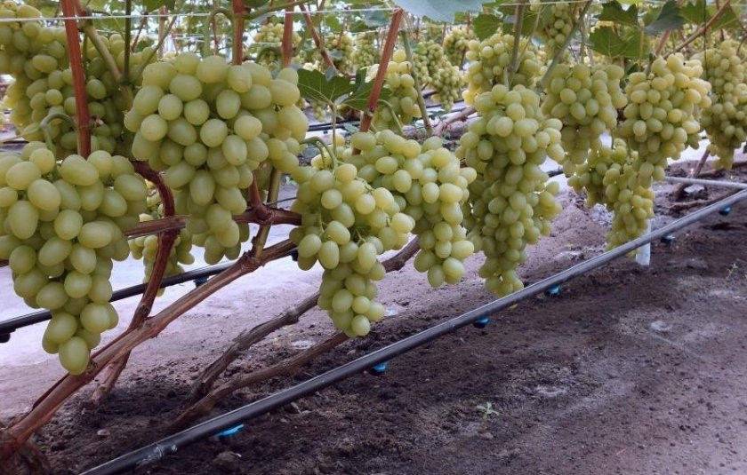 Виноград богатяновский: описание сорта, особенности выращивания и ухода