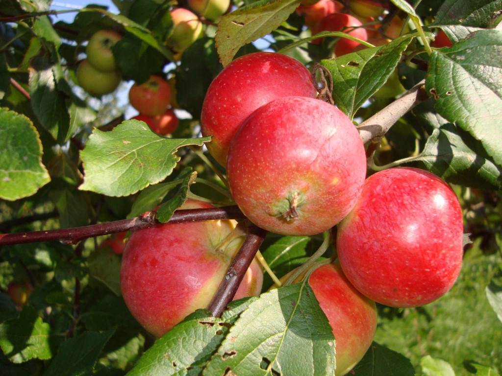Прекрасная яблоня конфетное: фото и описание сорта
