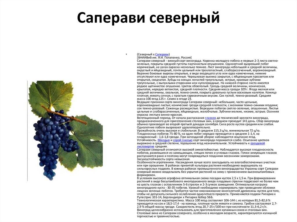 Описание винограда сорта рислинг, особенности посадки и ухода