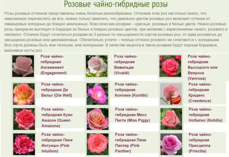 Роза глория дей: особенности сорта, посадка и 4 этапа ухода
