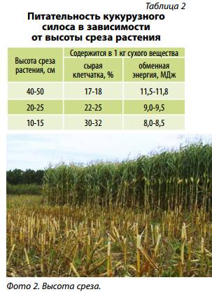 Выращивание кукурузы как бизнес