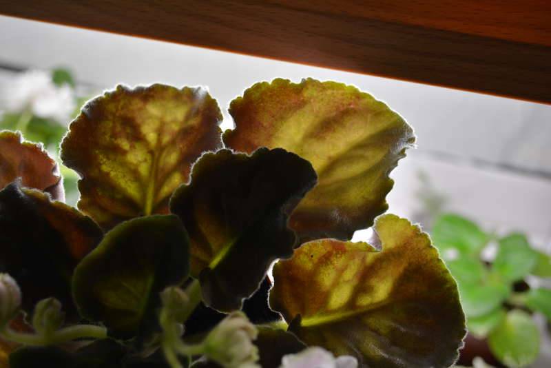Желтеют листья у фиалки: причины и способы лечения