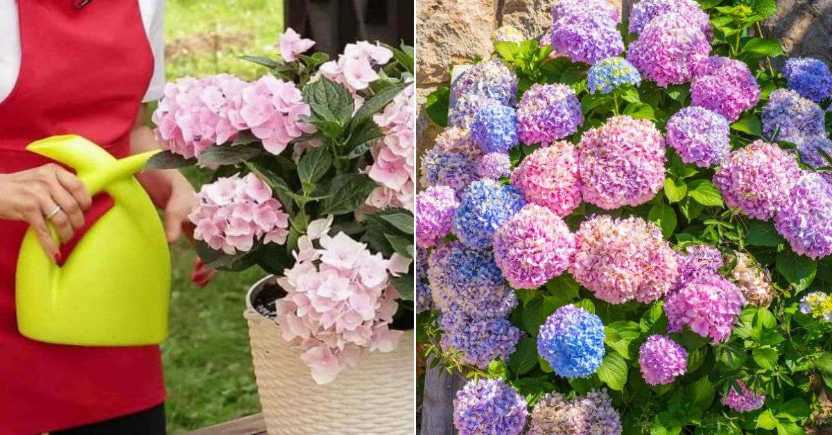Как сделать гортензию розовой: почему она стала белой, и как покрасить растение в розовый цвет (чем полить)