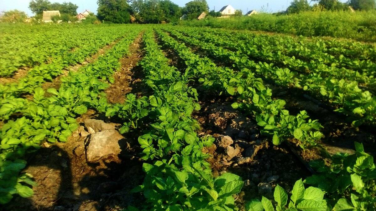 Посадка картофеля по голландской технологии: особенности, схема, сбор урожая