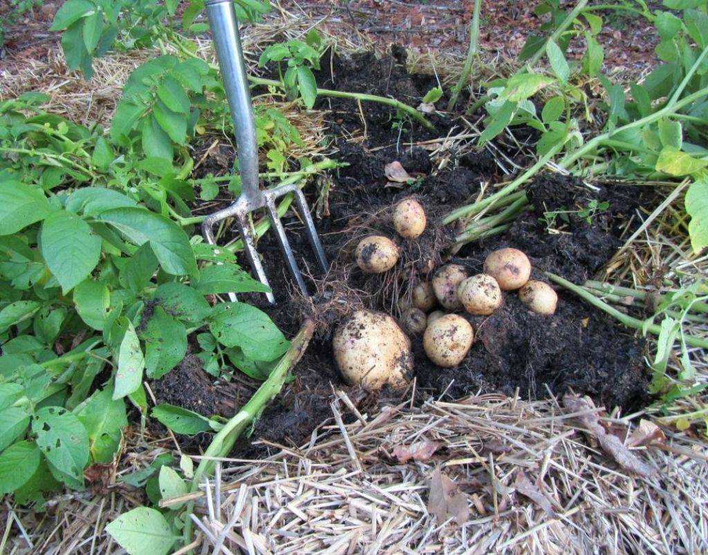 Выращивание картофеля, грядка-короб, мульчирование, урожай с площади