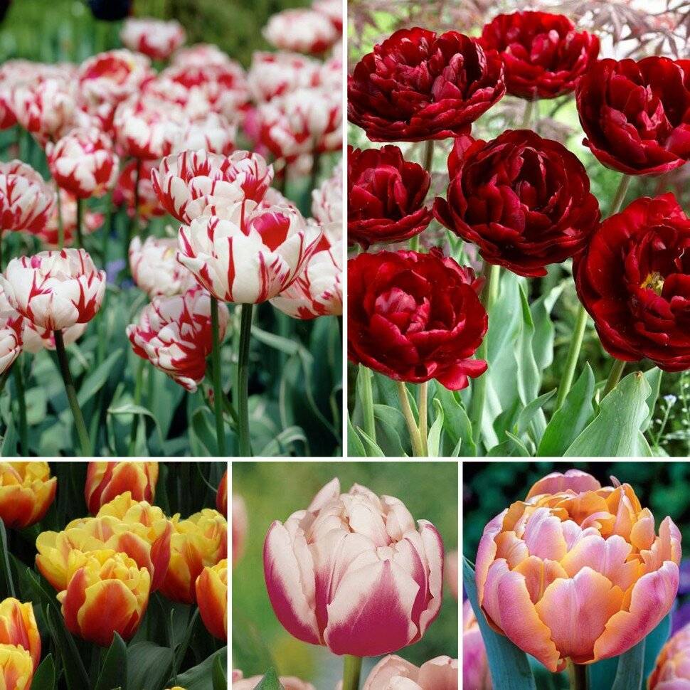 Тюльпаны сорта с фото и названиями