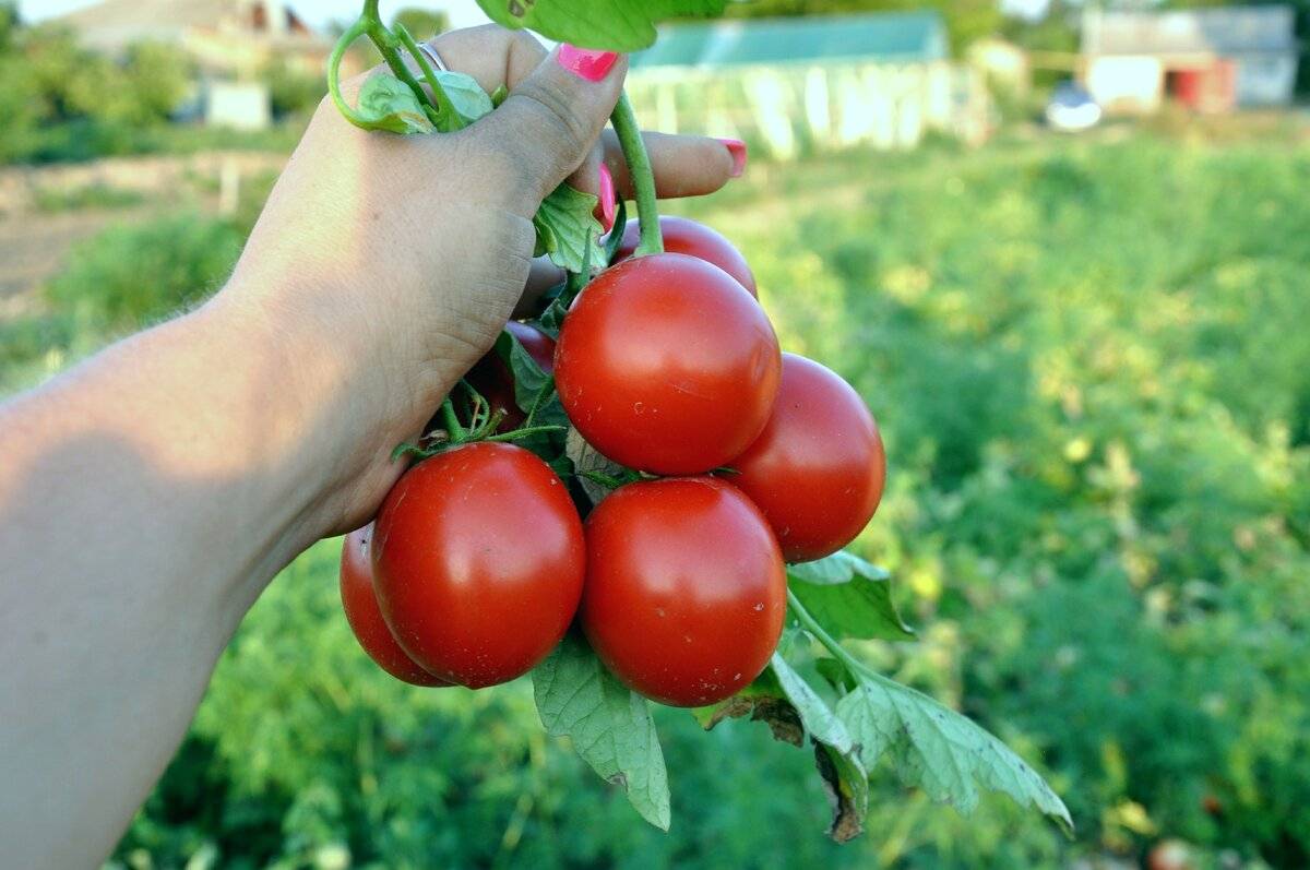 Помогите, пожалуйста выбрать сорта помидоров для ленинградская обл.