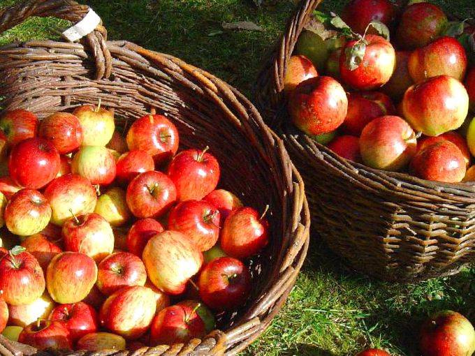 Яблоня коробовка: описание и характеристики сорта, выращивание и размножение